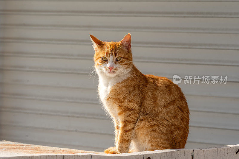 由于冠状病毒的宵禁，空ALACATI (Alaçatı)的流浪猫舒适地坐在关门的商店前。